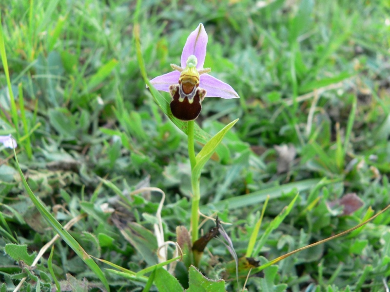 Ophrys lacaitae, Ophrys apifera